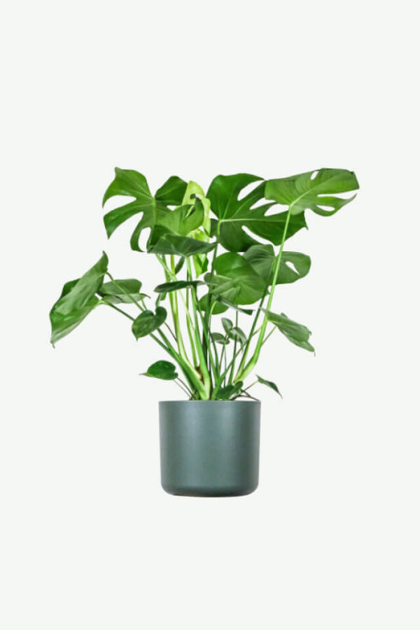 Jual Pohon Monstera Deliciosa