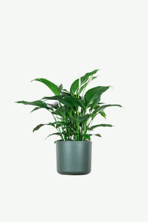 Jual Tanaman Spathiphyllum