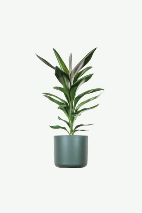 Jual Tanaman Dracaena Lisa