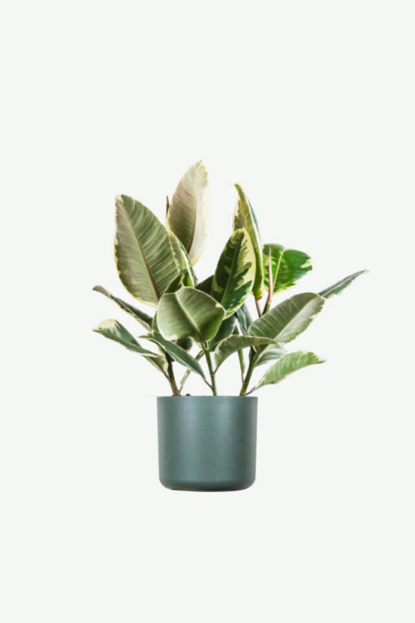 Jual Tanaman Calathea Beauty Star