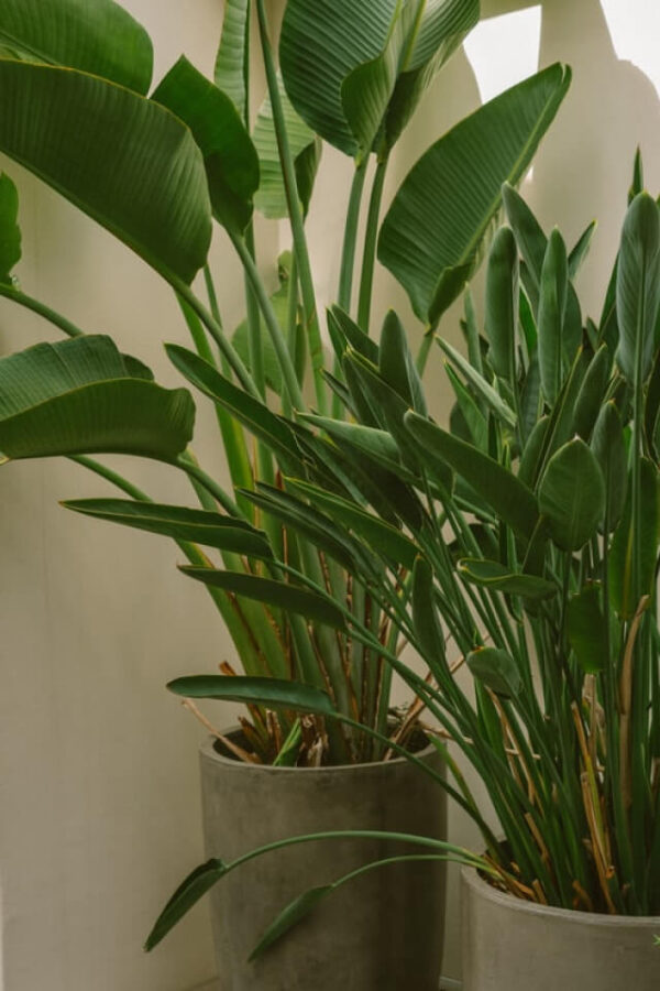 Jual Tanaman Spathiphyllum - Gambar 2