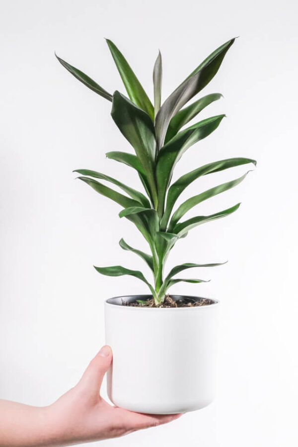 Jual Tanaman Dracaena Lisa - Gambar 2