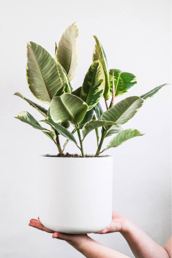 Jual Tanaman Calathea Beauty Star - Gambar 2