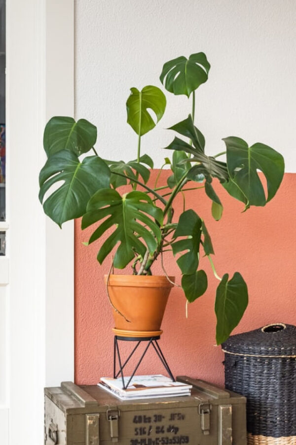 Jual Pohon Monstera Deliciosa - Gambar 2